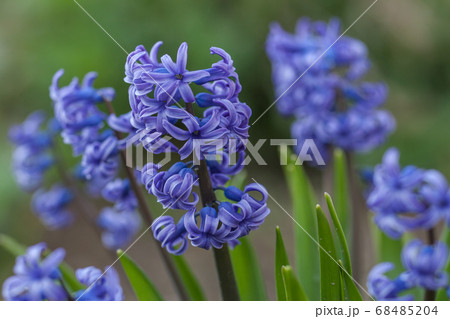 ヒヤシンス 68485204