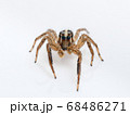 白背景のこちらを見るチャスジハエトリグモ（Plexippus paykulli） 68486271