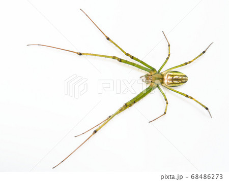 白背景のオオシロカネグモ（Leucauge magnifica） 68486273