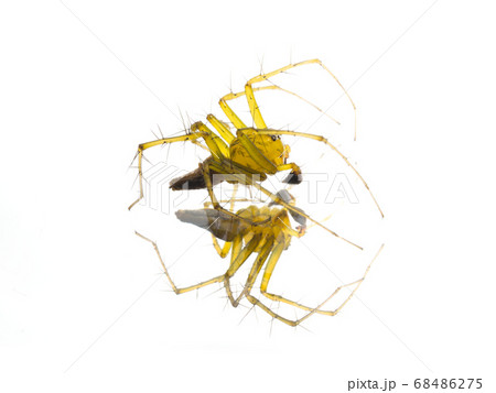 鏡の上のササグモ（Oxyopes sertatus Latrelle） 68486275