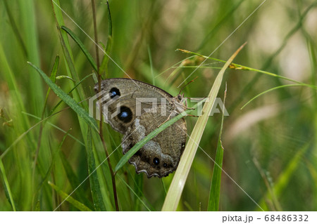 ジャノメチョウ♀ 68486332