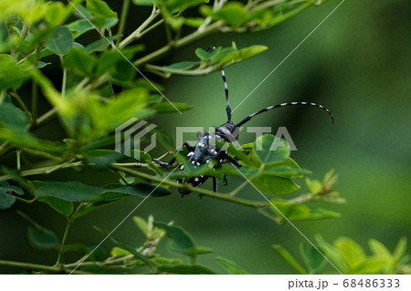 ゴマダラカミキリ ゴマダラカミキリ 68486333