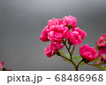 ピンクの小さな薔薇 68486968