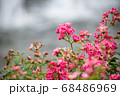 ピンクの小さな薔薇 68486969