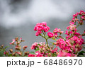 ピンクの小さな薔薇 68486970
