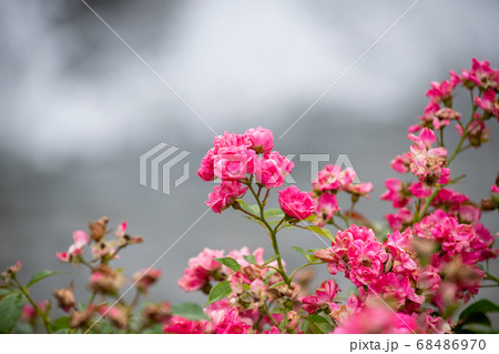 ピンクの小さな薔薇 ピンクの小さな薔薇 68486970