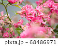 ピンクの小さな薔薇 68486971