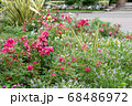 ピンクの小さな薔薇 68486972