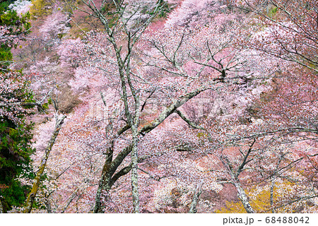吉野山の千本桜 満開 春イメージ （奈良県吉野郡吉野町） 2020年4月 68488042