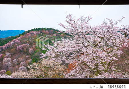 吉野山の桜 満開 春 （奈良県吉野郡吉野町） 2020年4月 68488046