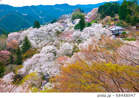 吉野山の千本桜 満開 春 （奈良県吉野郡吉野町） 2020年4月 68488047