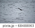 海と鳥 68488063