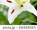 ユリの花 68488065