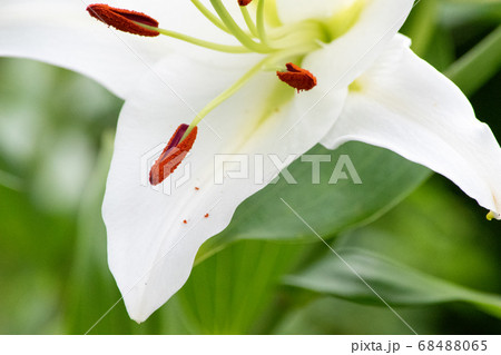 ユリの花 ユリの花 68488065