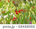 カラフルな花 68488066