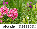 カラフルな花 68488068