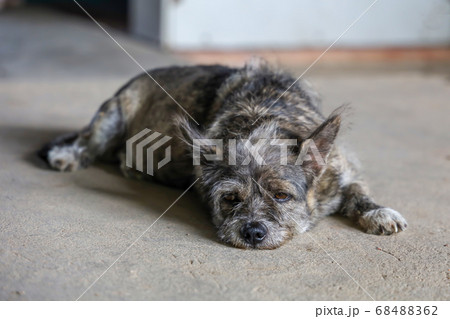The small gray dog is rest and sleep on cement The small gray dog is rest and sleep on cement 68488362