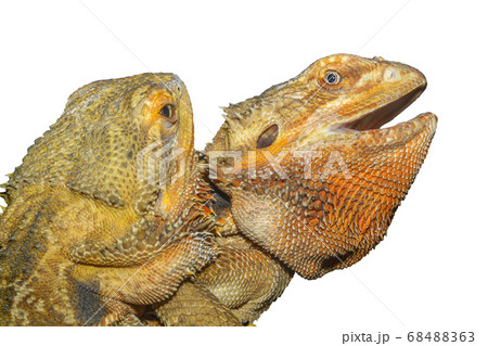 The family Bearded Dragon animal on white The family Bearded Dragon animal on white 68488363