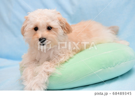 マルプー マルプー 68489345