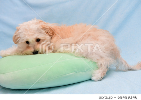 マルプー マルプー 68489346