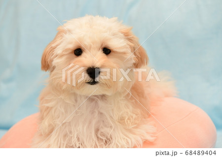 マルプー 68489404