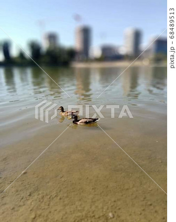 Wild ducks swim on the Danube Wild ducks swim on the Danube 68489513