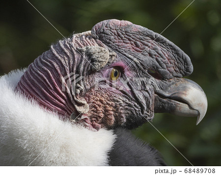 Bald Headed Eagle, close up shot with blurred Bald Headed Eagle, close up shot with blurred 68489708