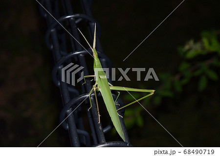 ショウリョウバッタ 68490719