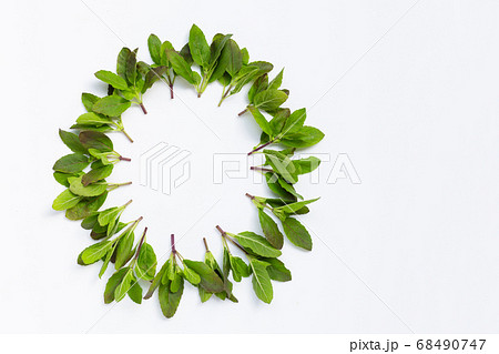 Circle frame made of holy basil leaves on white Circle frame made of holy basil leaves on white 68490747