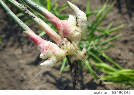 葉生姜の収穫 68490846