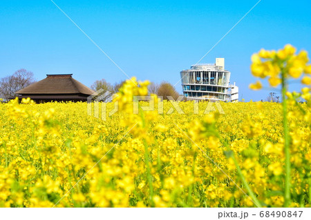 福島潟の菜の花（新潟県） 68490847