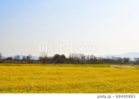福島潟の菜の花（新潟県） 68490865