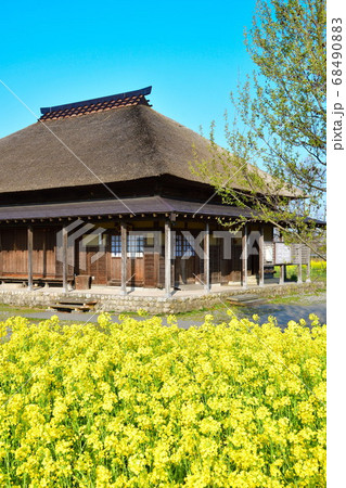 福島潟の菜の花（新潟県） 68490883