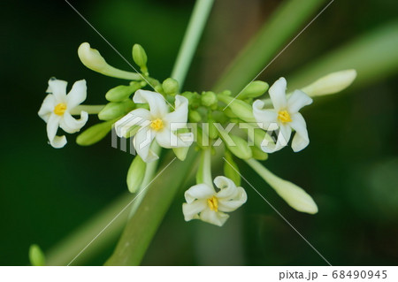 沖縄の食材、パパイアのオスの花、4輪 沖縄の食材、パパイアのオスの花、4輪 68490945
