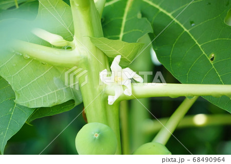 沖縄の食材、パパイアのメスの花、一輪 68490964