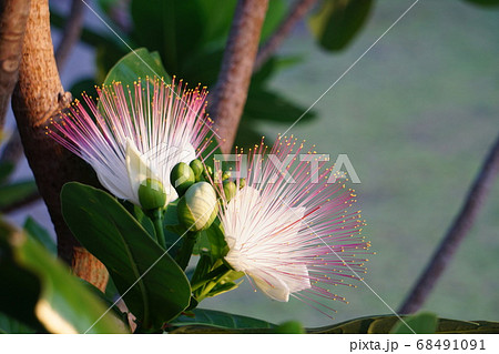 熱帯の植物 ゴバンノアシの花の写真素材