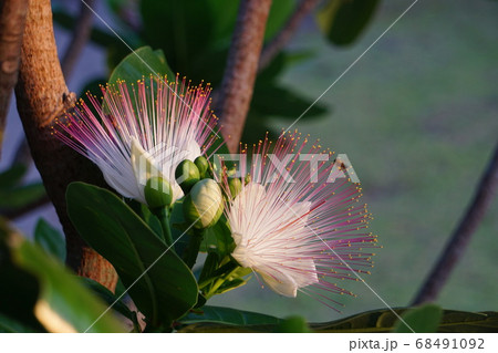 熱帯の植物 ゴバンノアシの花 二輪の写真素材