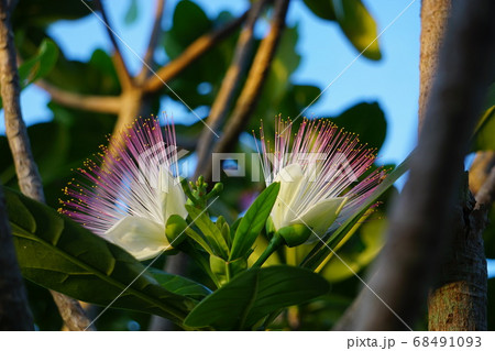 熱帯の植物 ゴバンノアシの花は朝には落ちるの写真素材