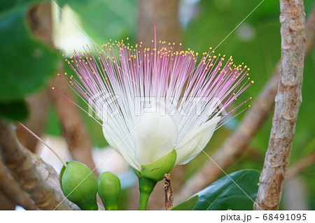 熱帯の植物 ゴバンノアシの花のアップの写真素材