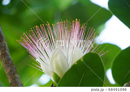 熱帯の植物 ゴバンノアシの花はひげみたいの写真素材