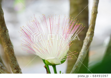 熱帯の植物 ゴバンノアシの花は淡いピンク色の写真素材