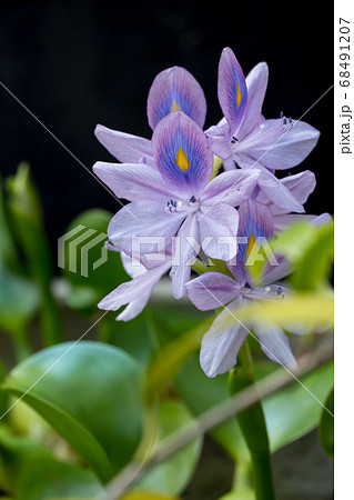 咲き始めのホテイアオイの花 縦構図の写真素材