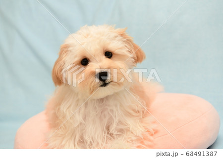 マルプー 68491387