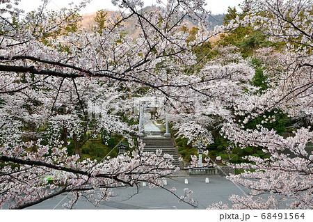 弥彦神社の桜(新潟県) 弥彦神社の桜(新潟県) 68491564
