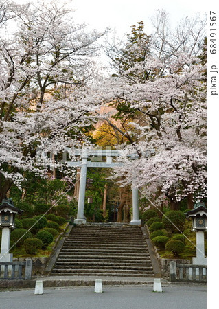 弥彦神社の桜(新潟県) 弥彦神社の桜(新潟県) 68491567