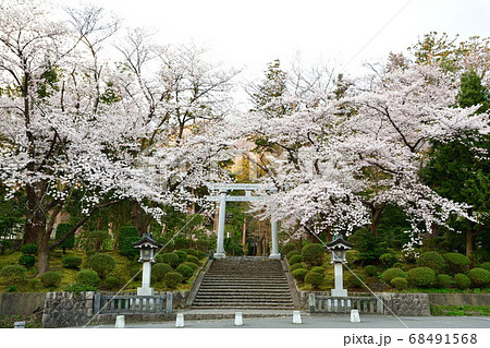 弥彦神社の桜（新潟県） 68491568