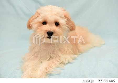 マルプー 68491685