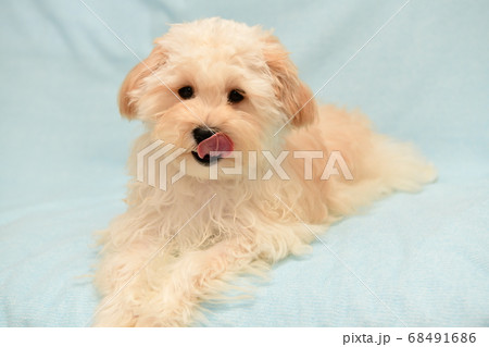 マルプー マルプー 68491686