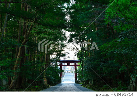 弥彦神社　参道（新潟県） 68491714