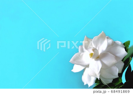 美しいクチナシの花 68491869